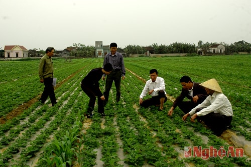 Kiểm tra lạc xuân ở Diễn Thịnh (Diễn Châu). Ảnh: Trần Cảnh Yên