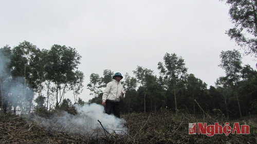 Vùng rừng phòng hộ thuộc Tiểu khu 342 bị khai thác, đốt thực bì trái phép.