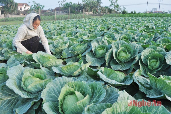 Nhờ được hướng dẫn kỹ thuật trồng rau an toàn, người dân xã Diễn Thành đầu tư trồng bắp cải trái vụ tạo ra hiệu quả cao.