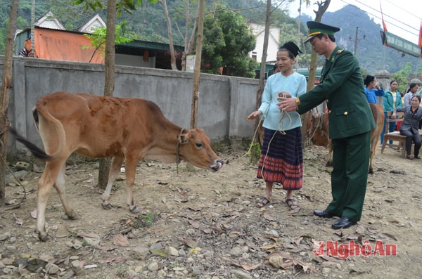 Trao bò cho gia đình bà Vi Thị Châu ở bản Xiềng, Môn Sơn,  Con Cuông.