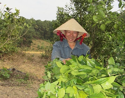 Sản vật Thung Giàng