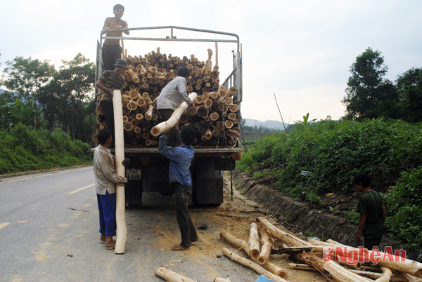 Khai thác rừng trồng tại xã Nghĩa Bình, huyện Tân Kỳ.