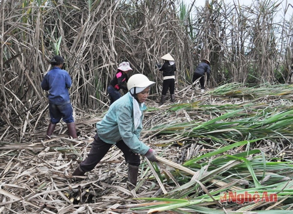 Thu hoạch mía ở Nghĩa Đồng (Tân Kỳ) . Ảnh: Châu Lan