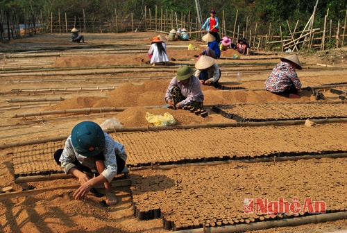 Rất nhiều phụ nữ bản Na Tổng tham gia công việc này.