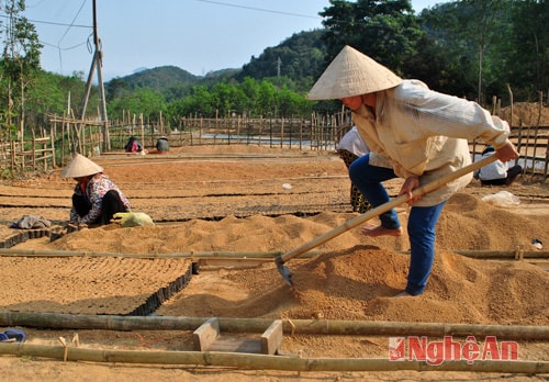 Để cho việc đóng bầu thuận tiện, nhiều người đã vén chỗ đất vừa sàng lên từng khoanh cẩn thận.