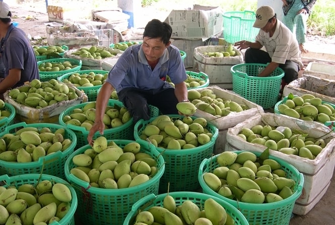 Xoài tập kết về chợ Long Biên (Hà Nội) hiện chỉ có xoài miền Nam, còn xanh do mới đầu mùa