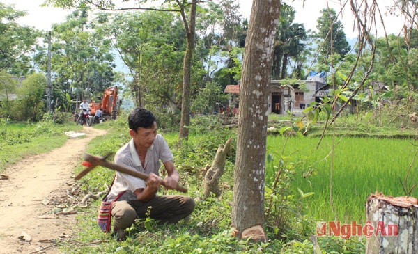 Tự nguyện chặt cây, nhường đất mở đường nông thôn mới (Chụp ở bản Luồng, xã Châu Bình - Quỳ Châu). Ảnh: Nguyên Sơn