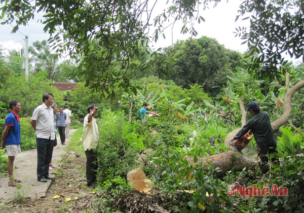 Người dân xã Tân Phú chặt cây, hiến đất làm đường nông thôn mới.