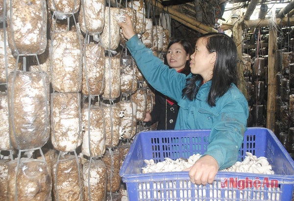 Chị Nguyễn Thị Thủy, Công ty An Hà thu hoạch nấm.