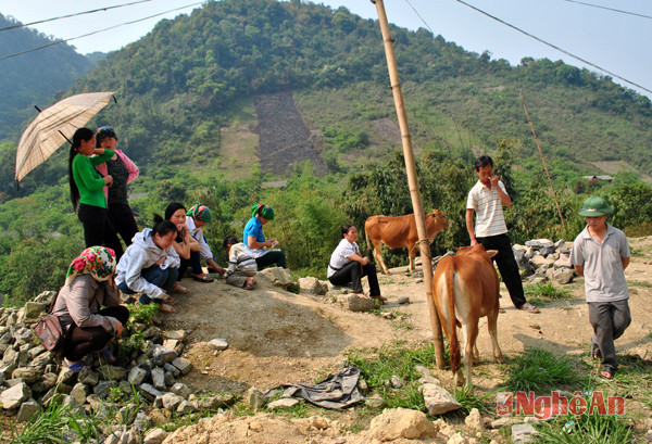 Nơi mua bán bò.