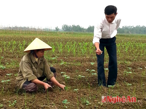 Bí thư chi bộ xóm 6, xã Xuân Lâm kiểm tra mô hình trồng dưa chuột.