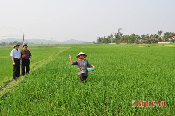 Chủ tịch Ngô Xuân Nghĩa (thứ 2 trái sang) khảo sát cánh đồng “mỗi nhà mỗi thửa” ở Nghĩa Đồng.