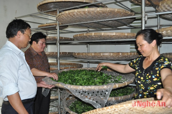 Ông Ngô Xuân Nghĩa (giữa) tham quan mô hình trồng dâu, nuôi tằm ở xóm 3, xã Nghĩa Đồng.