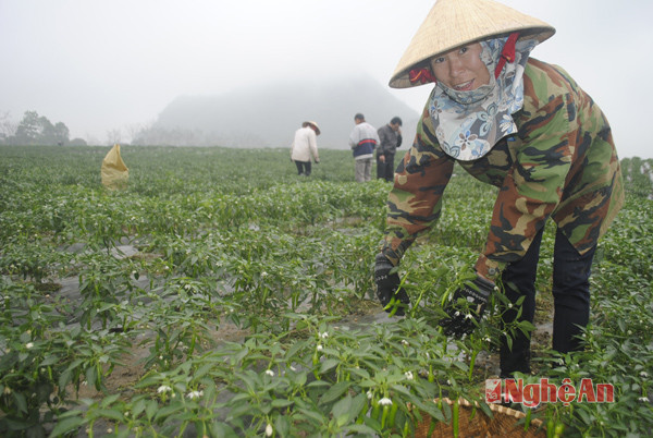 Mô hình liên doanh trồng ớt cay Hàn Quốc xuất khẩu tại huyện Tân Kỳ. Ảnh: Xuân Hoàng