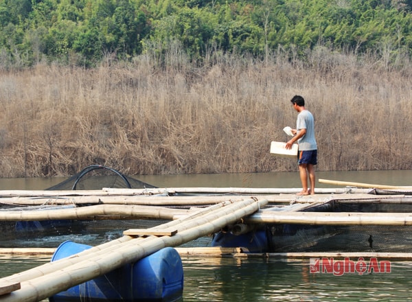 Nuôi cá trắm đen trên lòng hồ Thủy điện Bản Vẽ.