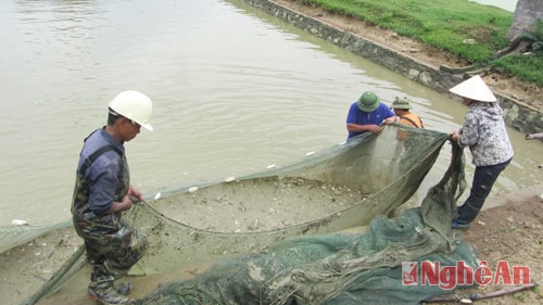 Lao động tại Trại cá giống Đô Lương.