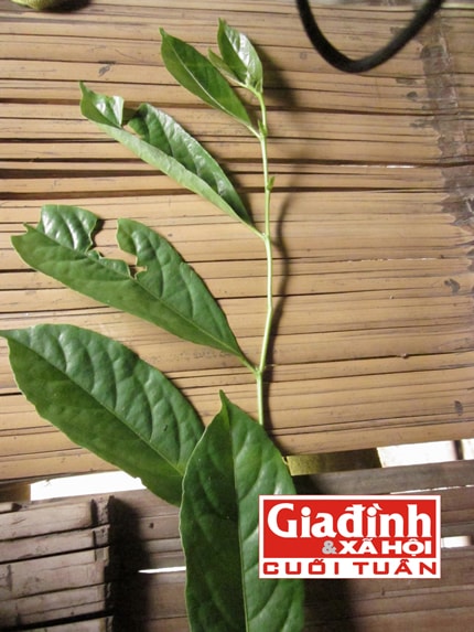  Lá thuốc quý có khả năng chữa bỏng và liền sẹo hiệu nghiệm. Ảnh: T.G