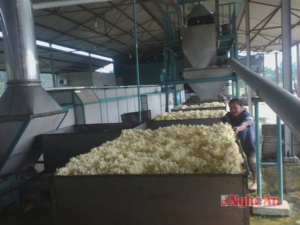 Dây chuyền chế biến mủ cao su của Công ty TNHH-MTV nông nghiệp Sông Con.