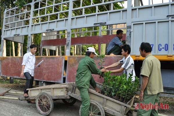 Nông dân xã Yên Khê nhận giống cam từ nguồn  hỗ trợ của huyện.