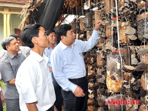 Xem mô hình trồng nấm.