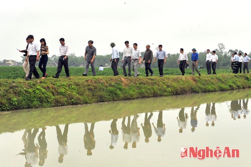 Thăm cánh đồng mẫu.