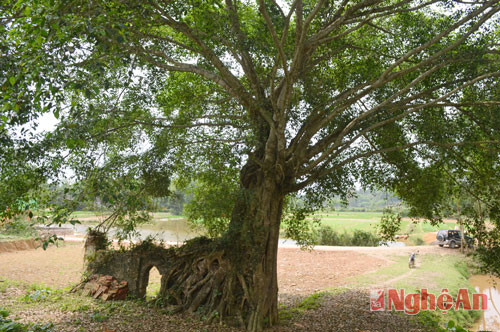 Trước cổng đền là một cây sanh cổ thụ, có hình dáng đẹp, lạ kỳ như một cong rồng án ngữ.