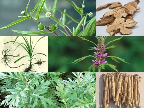 Một số bài thuốc trị 