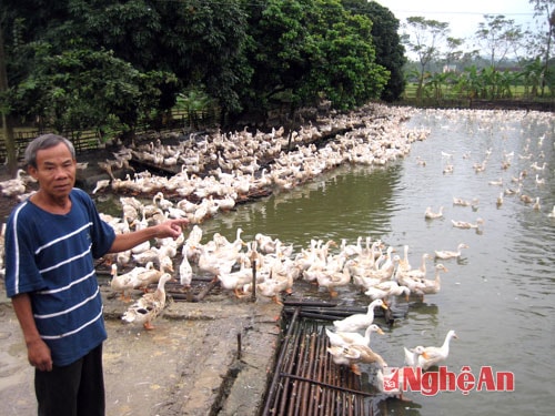 Trang trại cá kết hợp nuôi vịt của ông Ngô Trí Hà, xã Nam Thành.