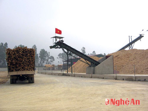 Chế biến nguyên liệu gỗ dăm phục vụ xuất khẩu của Công ty Thanh Thành Đạt  tại Thị xã Hoàng Mai.