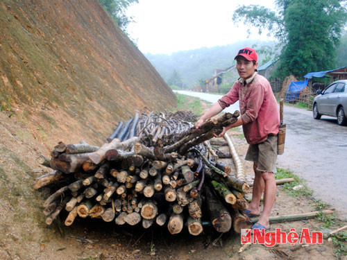 Người dân ở Tam Quang (Tương Dương) chặt keo làm củi.