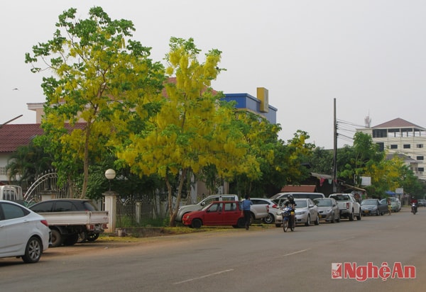 Hoa Đọc Khun nở rộ trên những khu phố làm cho tết thêm ấm cúng