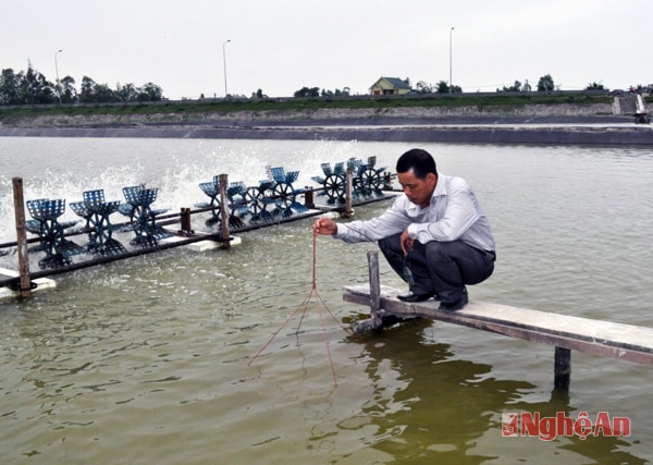 Anh Nguyên kiểm tra đầm tôm tại xã Hưng Hoà (TP.Vinh).