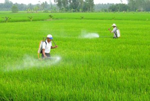 Nông dân cần thường xuyên thăm đồng, phát hiện và phòng trừ kịp thời sâu, bệnh và chuột hại lúa.