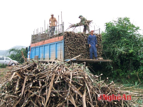 Thu hoạch mía ở Tân Kỳ. Ảnh: Công Sáng