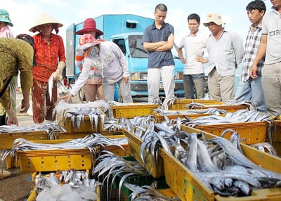 Thương lái Trung Quốc công khai thu mua cá tại cảng cá Vĩnh Lương