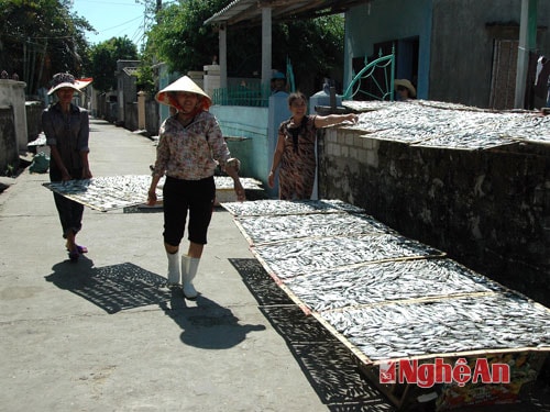 Ngư dân làng Mai Bảng phơi cá khô. Ảnh: Xuân Nhường