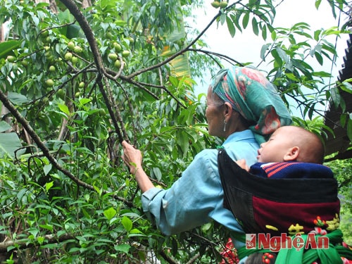 Thu hoạch đào ở bản Ngã Ba - Huồi Tụ.