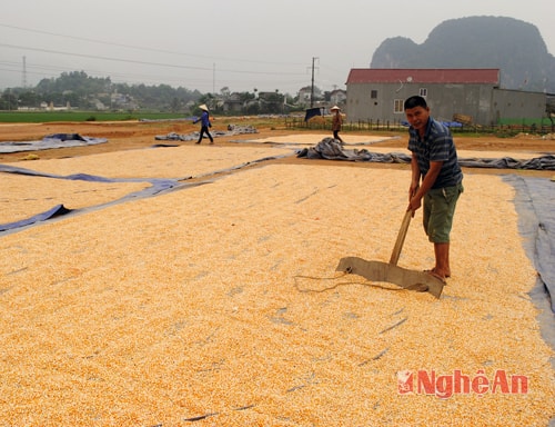 Anh Trần Tuấn ở xóm 5, xã Đỉnh Sơn (Anh Sơn)  phơi ngô bằng biện pháp thủ công.