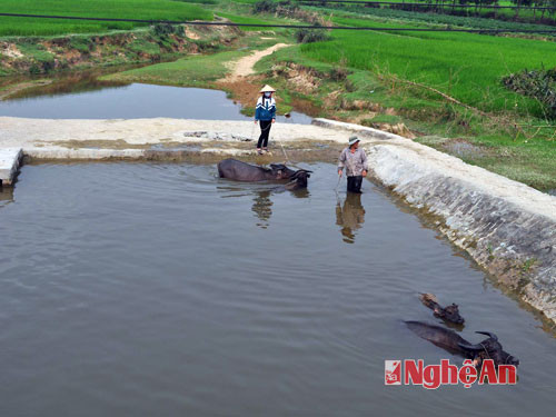 Do khô hạn kéo dài, nên đập dẫn nước ở Hưng Yên Nam hiện thiếu nước dẫn về đồng ruộng.