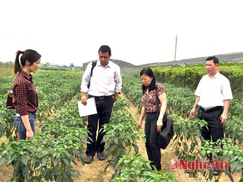 Cán bộ Dự án JICA Nhật Bản khảo sát các mô hình  sản xuất rau an toàn tại Nghi Liên, Thành phố Vinh.