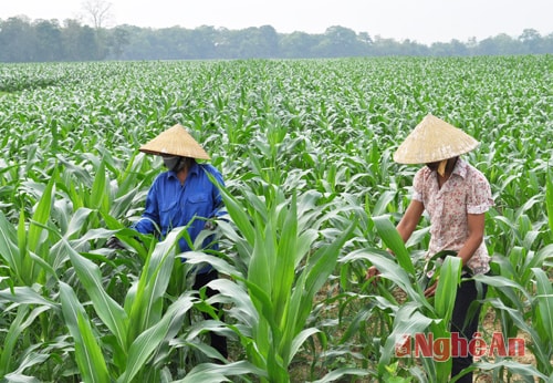 Vùng ngô bãi xanh tốt tại xã Thạch Sơn (Anh Sơn).