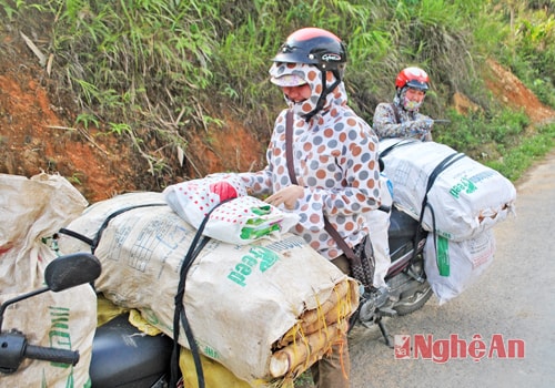 Lái buôn thu mua măng đắng chở ra Thị trấn Mường Xén.