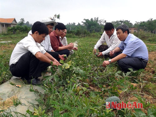 Cán bộ Chi cục Bảo vệ thực vật kiểm tra sâu bệnh hại dưa hấu ở Nghĩa Đàn.