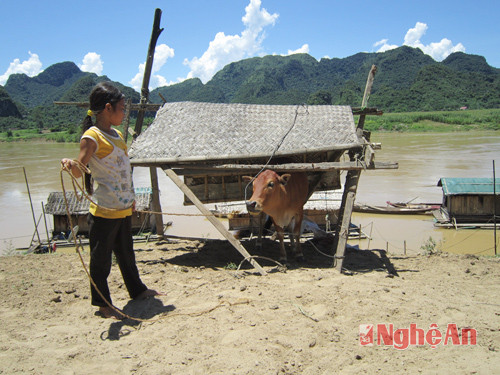 Một vài hộ được nhà nước hỗ trợ bò giống.