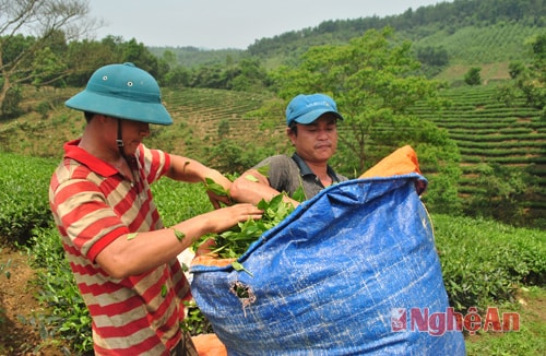 Sau khi cắt xong, họ đóng vào các bao tải tự chế hoặc bao tải thường để đưa đến nhà máy nhập.