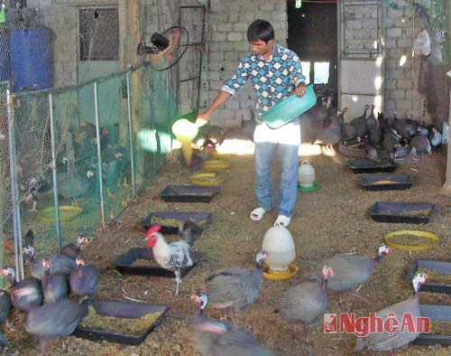 Mô hình nuôi gà sao của anh Trần Minh Thiềm ở xóm 13, xã Quỳnh Thanh.