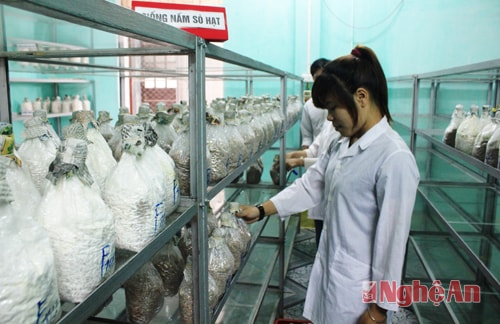 Xưởng sản xuất giống nấm Yên Thành.