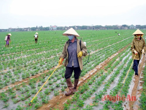 Chăm sóc lạc xuân ở Diễn Thịnh (Diễn Châu). Ảnh: Trần Cảnh Yên