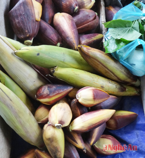 Hoa chuối rừng