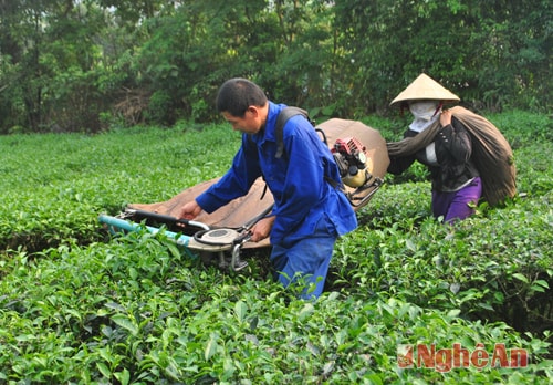 Thu hoạch chè ở Tổng Đội TNXP 5 - Thanh Chương